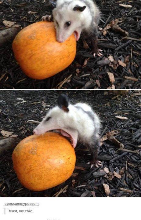 halloween possum - opossummypossum feast, my child