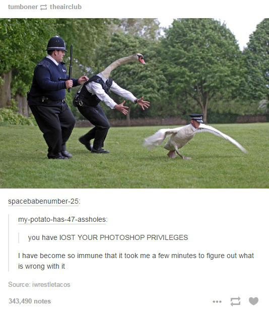 hot fuzz swan meme - tumbonertheairclub spacebabenumber25 mypotatohas47assholes you have Iost Your Photoshop Privileges I have become so immune that it took me a few minutes to figure out what is wrong with it Source iwrestletacos 343,490 notes