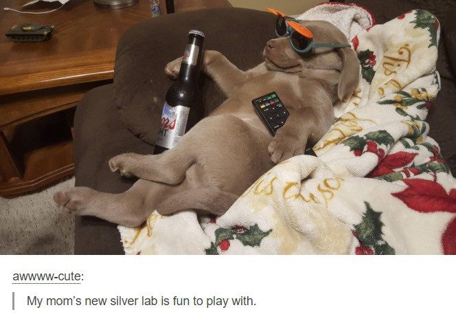 cracking open a cold one with the good boys - awwwwcute My mom's new silver lab is fun to play with.