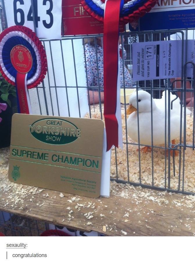 supreme champion duck - sexaulity congratulations Supreme Champion Show Yorkshire Great Please fear out and give 02 winner Vas Cup No 171 Llll Poultry Waterfow The Birstwith Challenge Cup Amriui