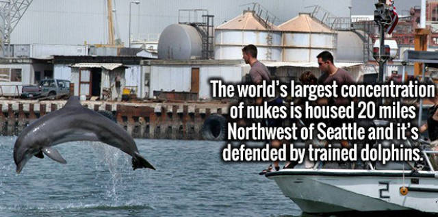 stash of nuclear weapons guarded by dolphins - The world's largest concentration of nukes is housed 20 miles Northwest of Seattle and it's defended by trained dolphins.