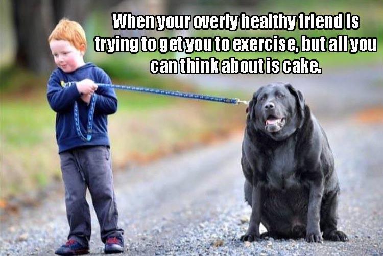 random pic fat lab dog - When your overly healthy friend is trying to get you to exercise, but all you can think about is cake.