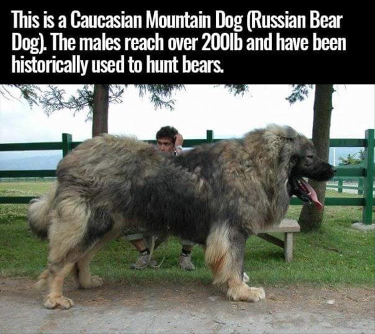 random pic caucasian shepherd large - This is a Caucasian Mountain Dog Russian Bear Dog. The males reach over 200lb and have been historically used to hunt bears.