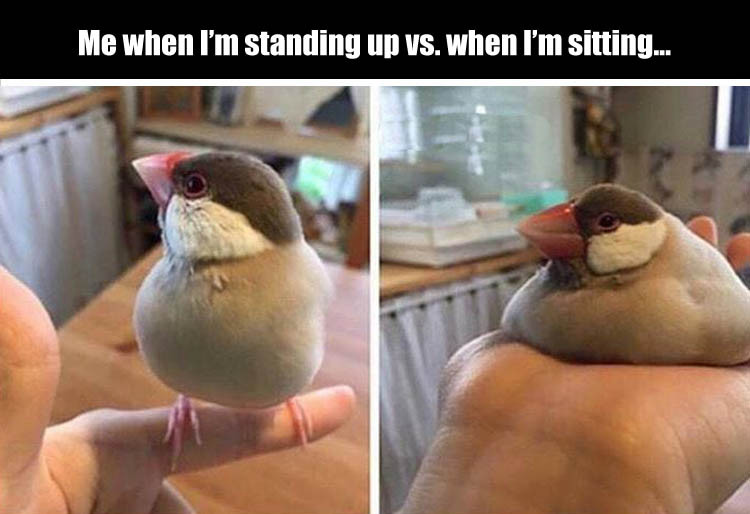 random pic chubby bird meme - Me when I'm standing up vs. when I'm sitting...