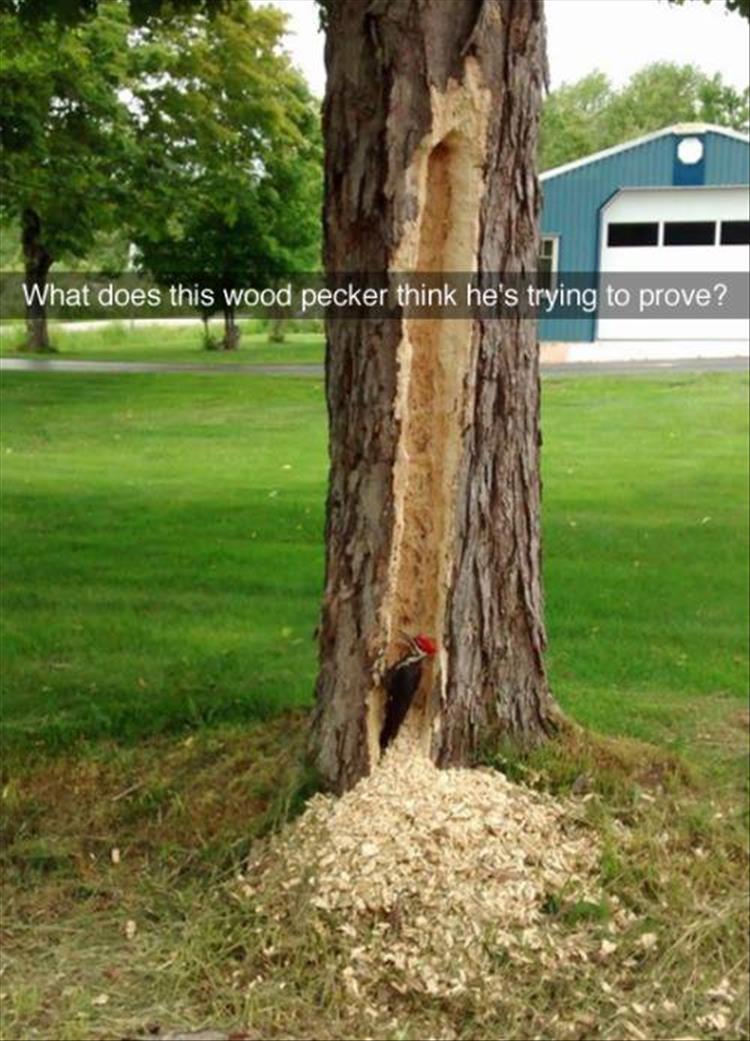 funny wtf - What does this wood pecker think he's trying to prove?