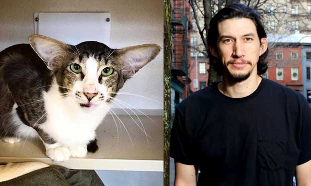 20 Feline Celebrity Dopplegangers!