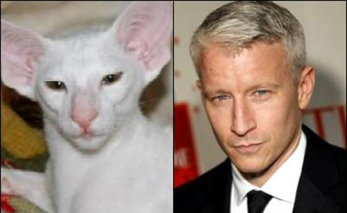 20 Feline Celebrity Dopplegangers!