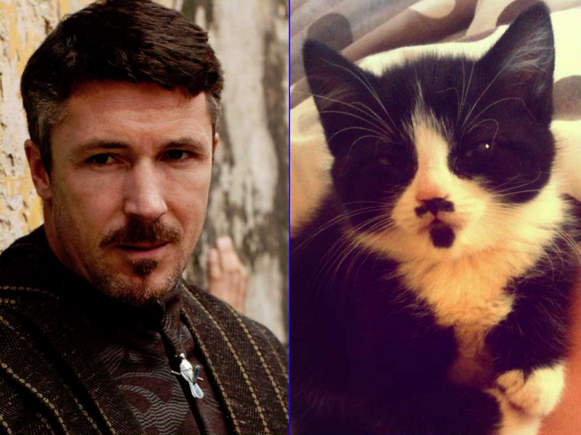 20 Feline Celebrity Dopplegangers!