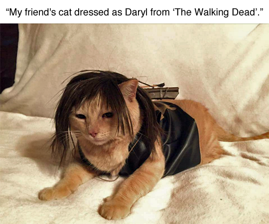 20 Feline Celebrity Dopplegangers!