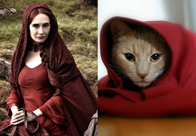 20 Feline Celebrity Dopplegangers!