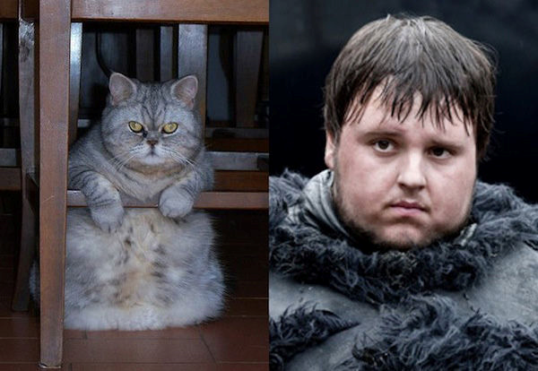 20 Feline Celebrity Dopplegangers!