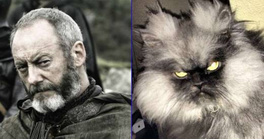 20 Feline Celebrity Dopplegangers!