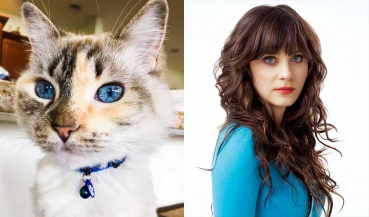 20 Feline Celebrity Dopplegangers!