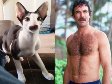 20 Feline Celebrity Dopplegangers!