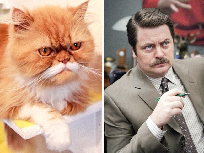 20 Feline Celebrity Dopplegangers!