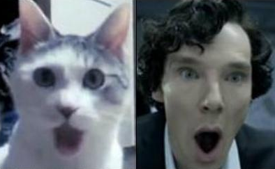 20 Feline Celebrity Dopplegangers!