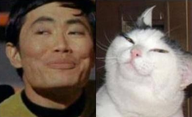 20 Feline Celebrity Dopplegangers!