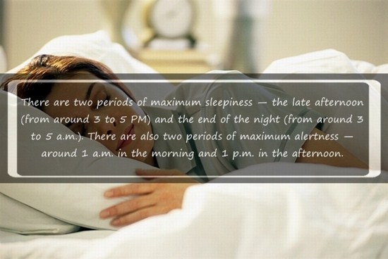 There are two periods of maximum sleepiness the late afternoon from around 3 to 5 Pm and the end of the night from around 3 to 5 a.m.. There are also two periods of maximum alertness around 1 a.m. in the morning and 1 p.m. in the afternoon.