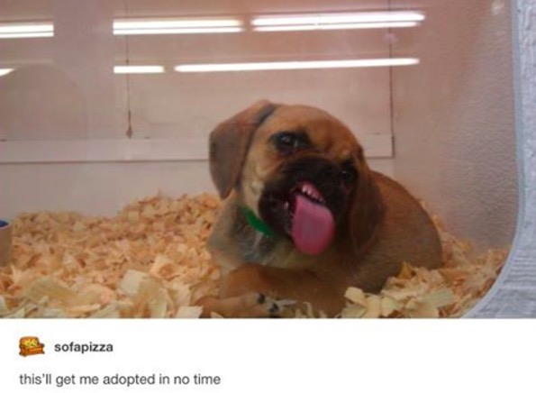 cute puppies funny quotes - sofapizza this'll get me adopted in no time