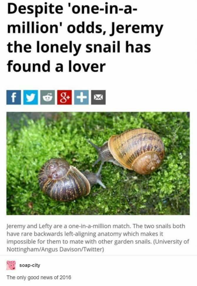 wholesome memes - Despite 'oneina million' odds, Jeremy the lonely snail has found a lover Jeremy and Lefty are a oneinamillion match. The two snails both have rare backwards leftaligning anatomy which makes it impossible for them to mate with other garde