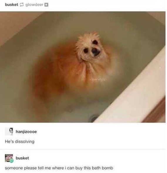 dog bath meme - busketglowdoer hanjizoooe He's dissolving buskot someone please tell me where i can buy this bath bomb