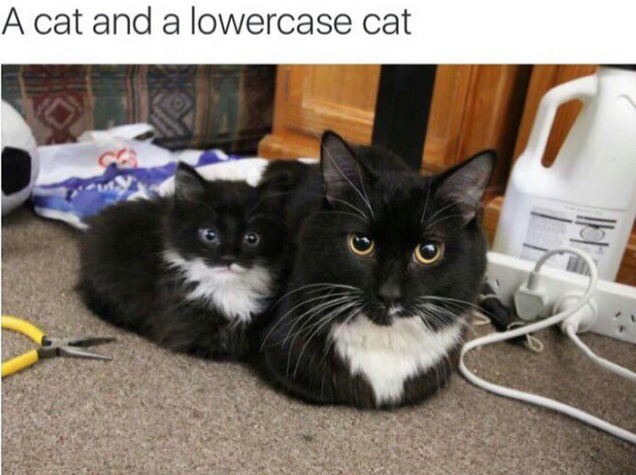 cat and a lowercase cat - A cat and a lowercase cat