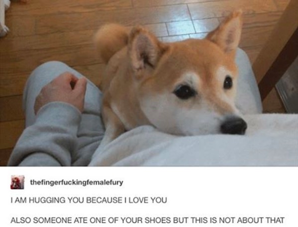 corgi hug gif - thefingerfuckingfemalefury I Am Hugging You Because I Love You Also Someone Ate One Of Your Shoes But This Is Not About That