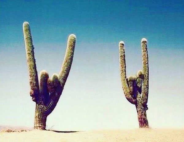 cactus rock hands