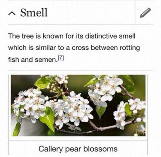pyrus calleryana - ^ Smell The tree is known for its distinctive smell which is similar to a cross between rotting fish and semen.17 Callery pear blossoms