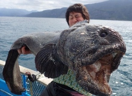 giant fish japan