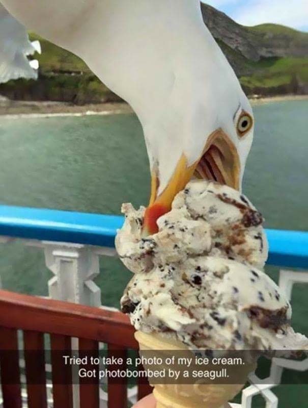 people having the worst day ever - Tried to take a photo of my ice cream. Got photobombed by a seagull.