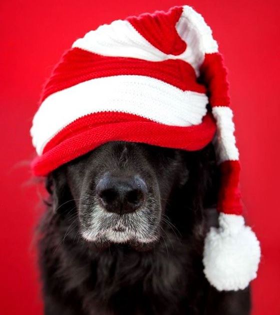 pitbull and black dog christmas