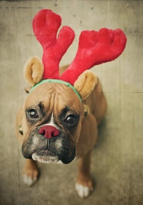 cute christmas boxer dogs