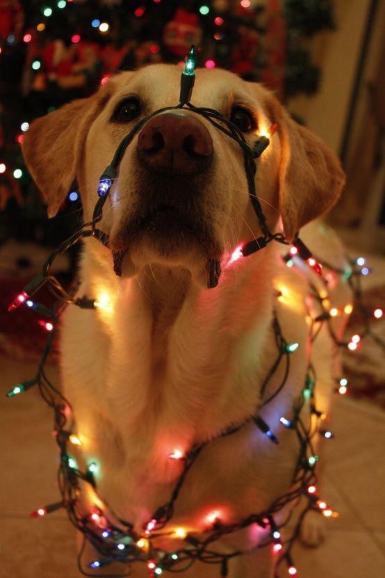 dog wearing christmas lights