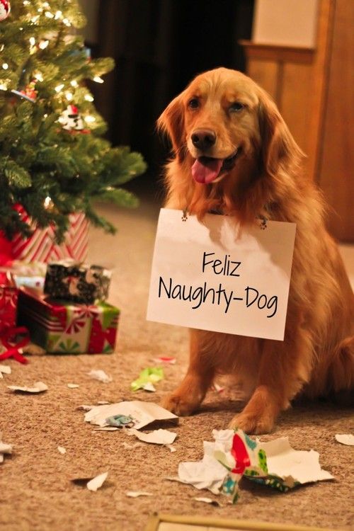 dogs at christmas - Feliz NaughtyDog