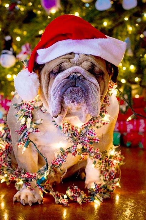 merry christmas bulldog