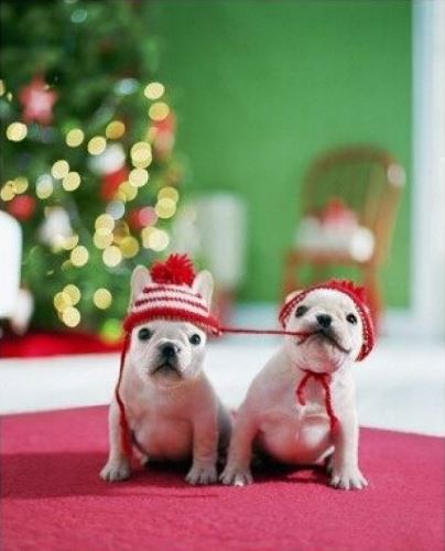cute christmas french bulldog