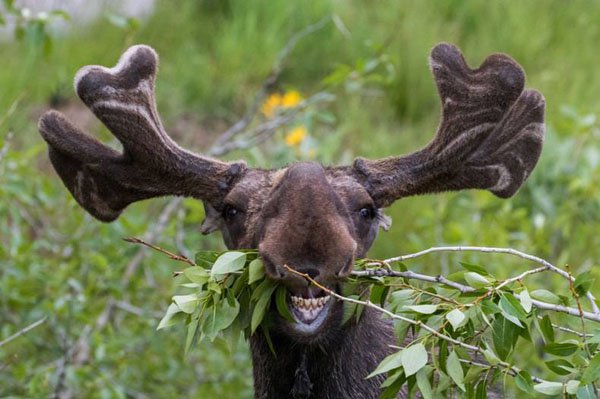 funny moose eating