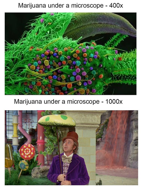 marijuana under microscope 400x - Marijuana under a microscope 400x Marijuana under a microscope 1000x