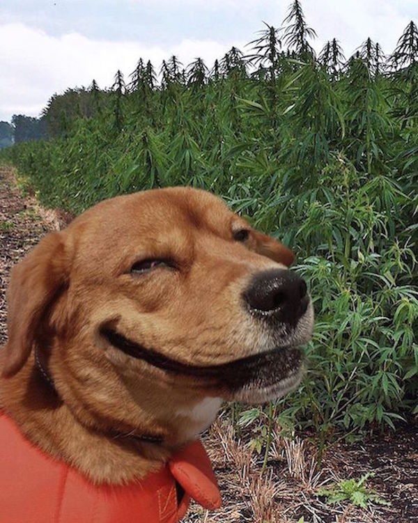 cannabis dog - Sian