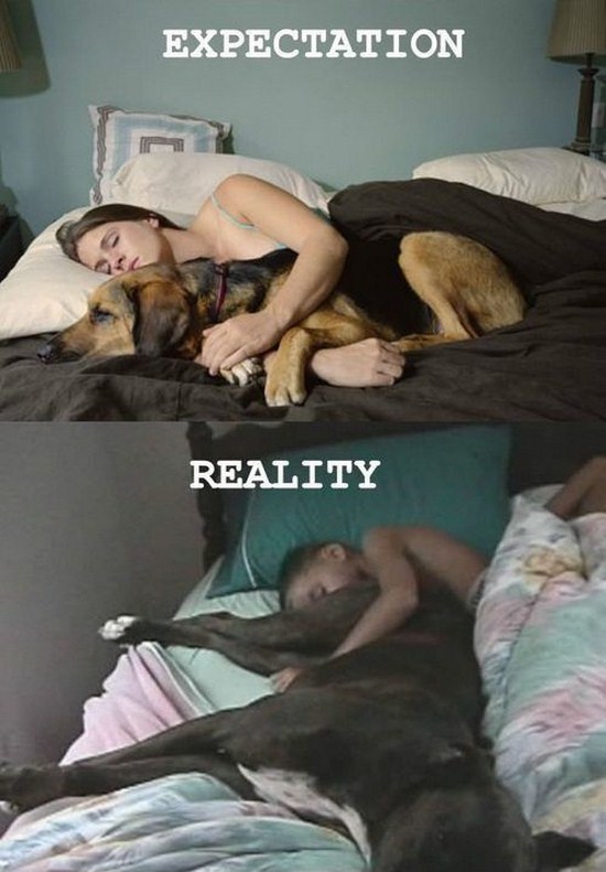 sleeping with dog expectation vs reality - Expectation Reality