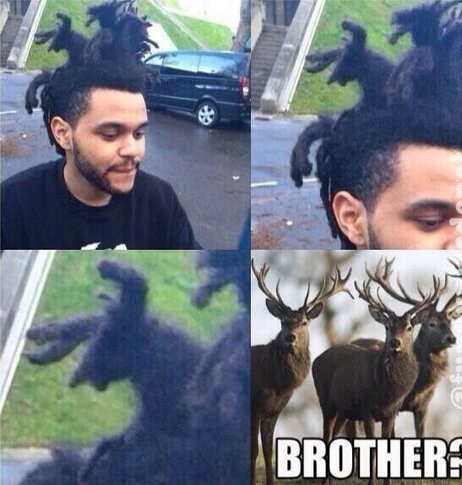 25 Best Memes About the Weeknd's Hair!