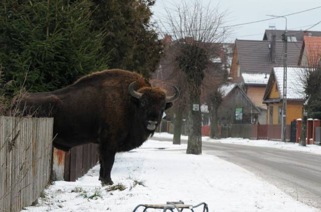 memes - poland bison