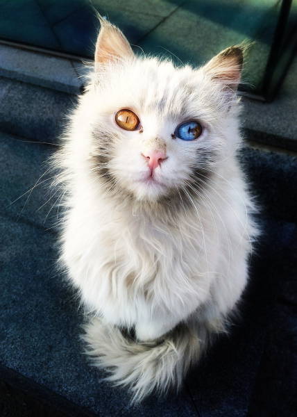 memes - cat with different colored eyes