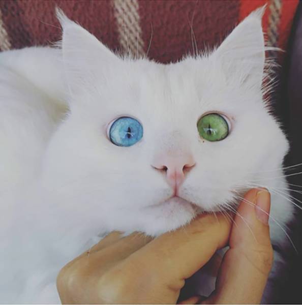cat with heterochromia