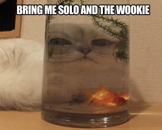 star wars cat memes - Bring Me Solo And The Wookie