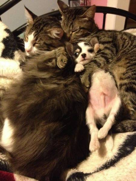 cat cuddling puppy