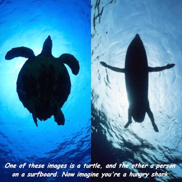 marine biology - One of these images is a turtle, and the other a person on a surfboard. Now imagine you're a hungry shark.