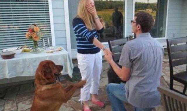 proposal memes by dogs