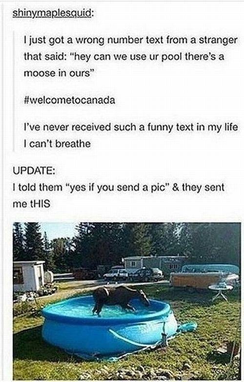 moose in pool canada - shinymaplesquid I just got a wrong number text from a stranger that said "hey can we use ur pool there's a moose in ours" I've never received such a funny text in my life I can't breathe Update I told them "yes if you send a pic" & 